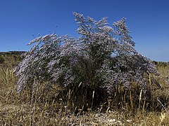 Description de l'image Limonium dichotomum - mata (7487554126).jpg.