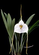 Masdevallia datura