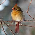 Image 29Northern cardinal female in Central Park