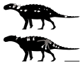 Patagopelta skeletal(s)