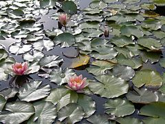 Roses bablots (Nymphaea 'Fabiola').