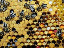 Verschillende soorten opgeslagen stuifmeel in een bijenraat