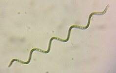 Arthrospira platensis (Microcoleaceae).