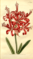 Nerine sarniensis