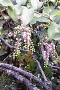 Waxberry - Scheinbeeren (8237111313).jpg