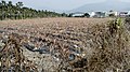 屏東県塩浦郷のパイナップル農園