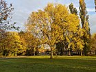 Autumn colour of 'Sapporo AG', Beech Avenue, Bourne, Lincolnshire (November, 2021)