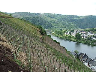 vineyard in Zell