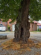 2020-08-09 ND Winterlinde in Nordshausen, Hessen 03.jpg