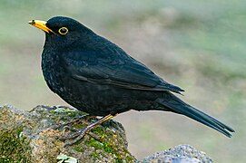 Turdus merula azorensis - Azzorre