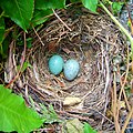 Blackbird nest