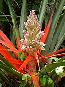 Bromelia balansae