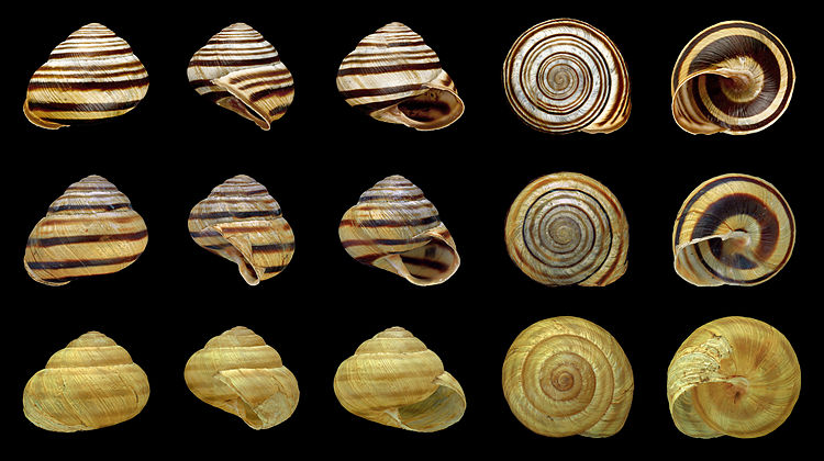 Раковина австрийской цепеи (Cepaea vindobonensis)