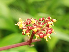 Cissus javana 3.jpg