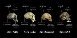 Vergelykynge van schedels van uytgestorvn menschelyke soortn