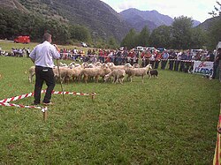 Sheepdog trials at Llavorsí