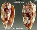 Conus geographus Linnaeus, C., 1758