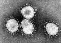 Het coronavirus SARS-CoV-2