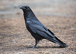 Corvus corax (Common Raven), Yosemite NP, CA, US - Diliff