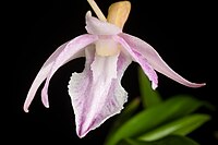 Dendrobium klabatense