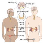 Endocrine English.svg