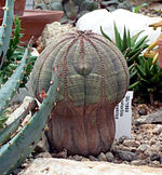 Euphorbia obesa subsp. symmetrica