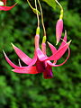 Fuchsia 'Red Spider'