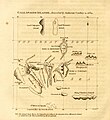 Image 36The chart of the Galápagos published by the English pirate William Ambrosia Cowley in 1684, the source of many of the islands' English names (from Galápagos Islands)