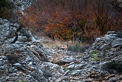 ذخیره‌گاه زیست‌کره گلستان