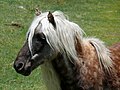 Pony (Grayson Highlands)