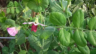 Green Bean's leaves & flowers.jpg