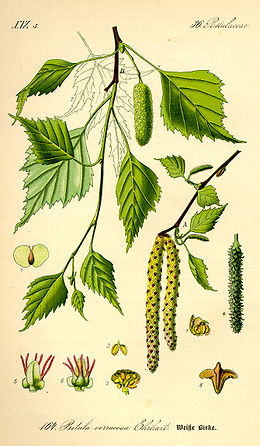 Közönséges nyír (Betula pendula)