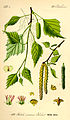 penda betulo (Betula pendula), ilustraĵo