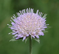 Knautia arvensis2.jpg