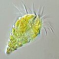 Image 61The oligotrich ciliate has been characterised as the most important herbivore in the ocean (from Marine food web)