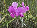 Gomoljasti grašak (Lathyrus tuberosus), Fabaceae