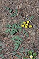 Lomatium martindalei