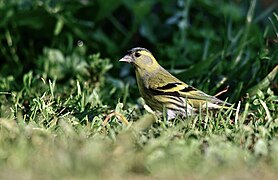 Lugre, macho, Eurasian Siskin, male (53512541173).jpg