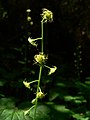 Mitella caulescens