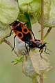 Tandem de Gendarmes (Pyrrhocoridae, Pentatomomorpha) montrant la capacité de rotation du pygophore