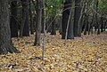 Colchones de hojas secas del otoño