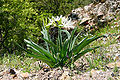 * Nomination Pancratium illyricum -- Jean-Pol GRANDMONT 08:32, 5 December 2011 (UTC) * Promotion QI to me --Stu Phillips 15:32, 5 December 2011 (UTC)