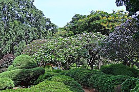 Park Garden Botanical Garden Greenery Lal Bagh (48186393327).jpg