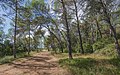 "Les Pins", Castries, Hérault, France.