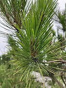 Pinus taiwanensis, Yakou, Taitung, Taiwan 03.jpg