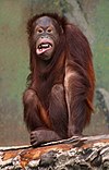 An orangutan