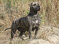 Presa canario: 540 psi (38,6 kg/cm2)