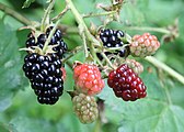 Cây mâm xôi là bất cứ hàng trăm loài phụ nào của Rubus fruticosus