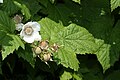 Rubus parviflorus