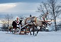 Kørerensdyr med slæde